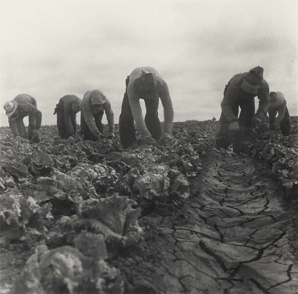 Filipinos cutting lettuce, Salinas Valley, California