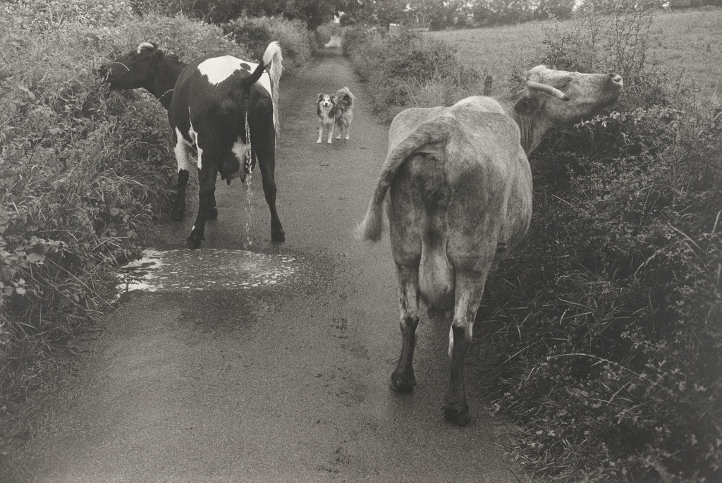 Mooncoin, Eire