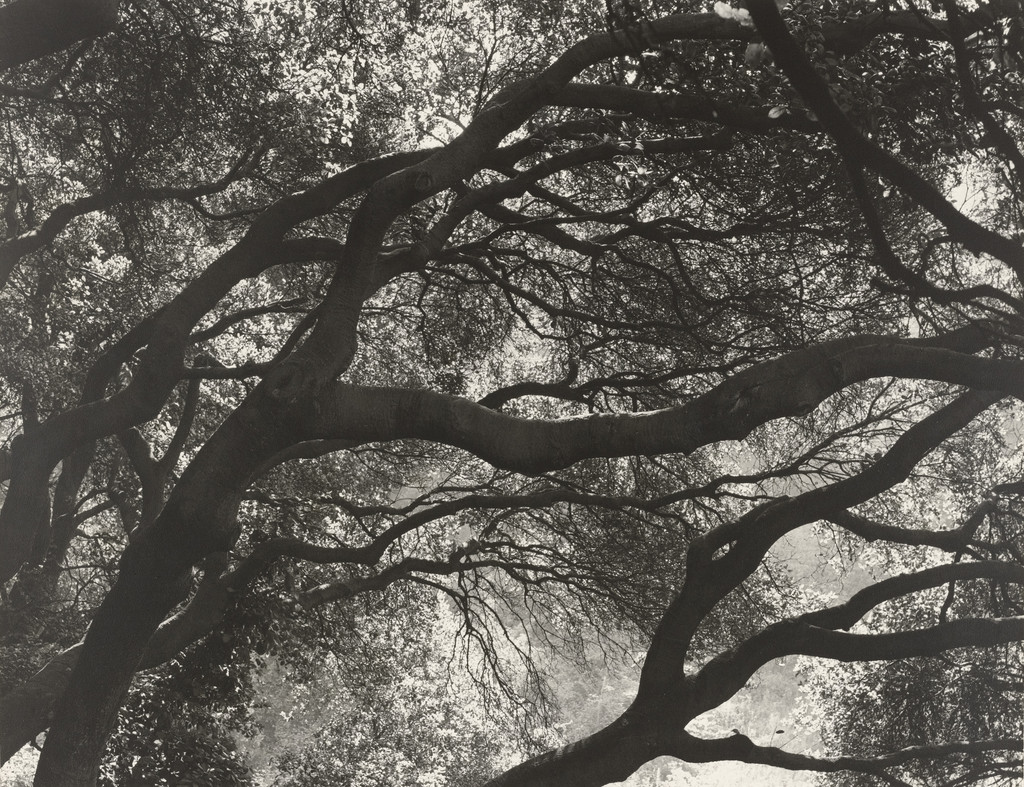 Oak