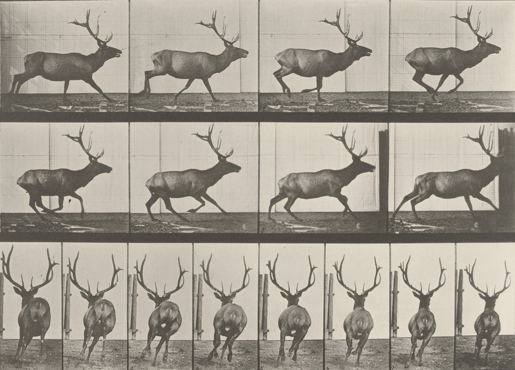 Elk Galloping: Plate 695 from Animal Locomotion (1887)