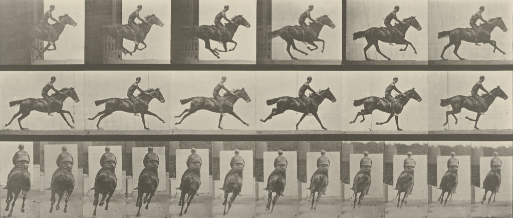 "Bouquet" Galloping, Saddled: Plate 633 from Animal Locomotion (1887)