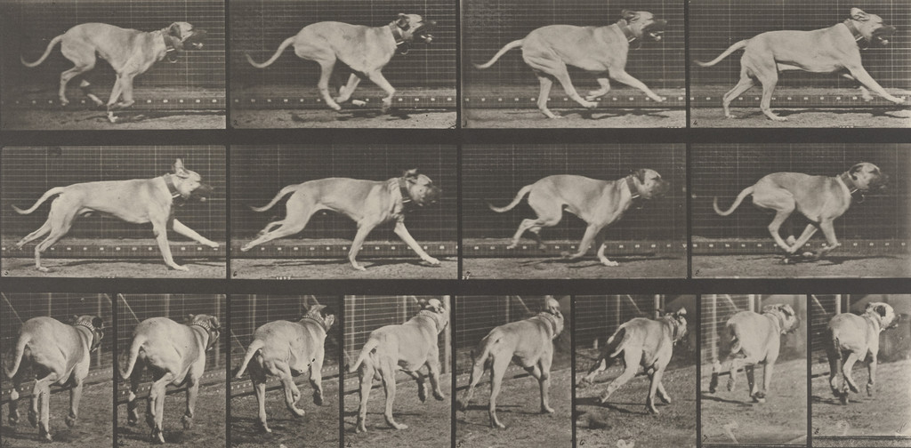 "Dread" Galloping: Plate 707 from Animal Locomotion (1887)