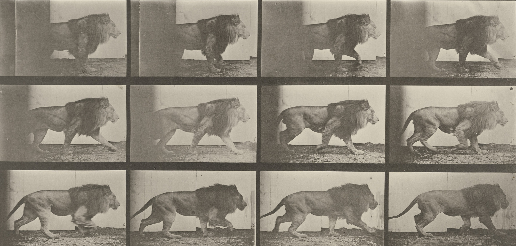 Eadweard J. Muybridge. Lion Walking: Plate 722 from Animal Locomotion (1887). 1884-86
