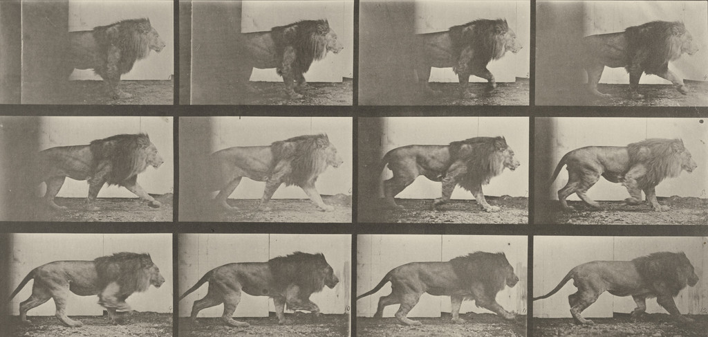 Lion Walking: Plate 722 from Animal Locomotion (1887)