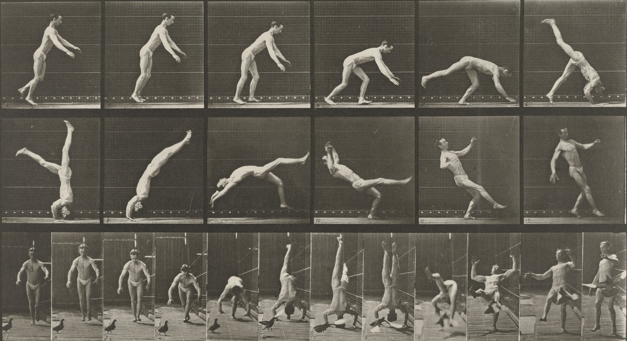 Eadweard J. Muybridge. Head-spring, a Flying Pigeon Interfering: Plate 365 from Animal Locomotion (1887)