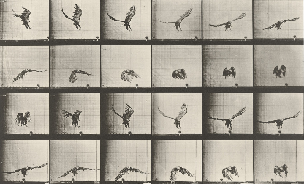 American Eagle Flying Near the Ground: Plate 771 from Animal Locomotion (1887)