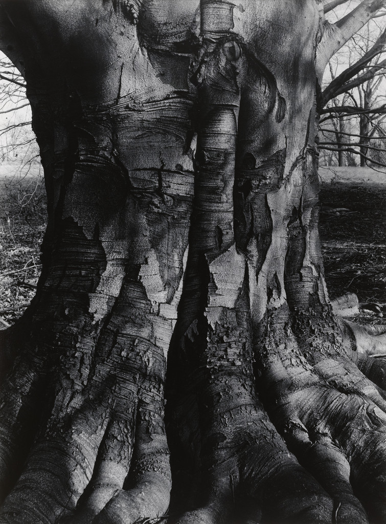 Beech Tree I, Barbara Morgan, 1945