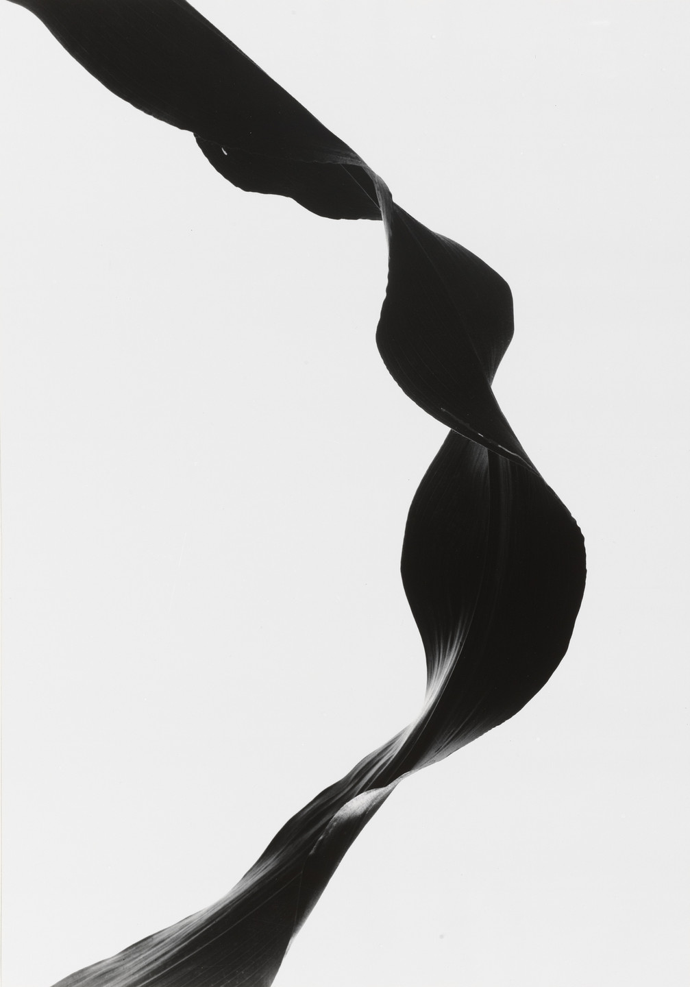 A black, ribbon-like shape twists vertically against a white background. The shape has varying thicknesses, creating a sense of fluid motion. This is an AI generated description. To give feedback, email ai@moma.org.