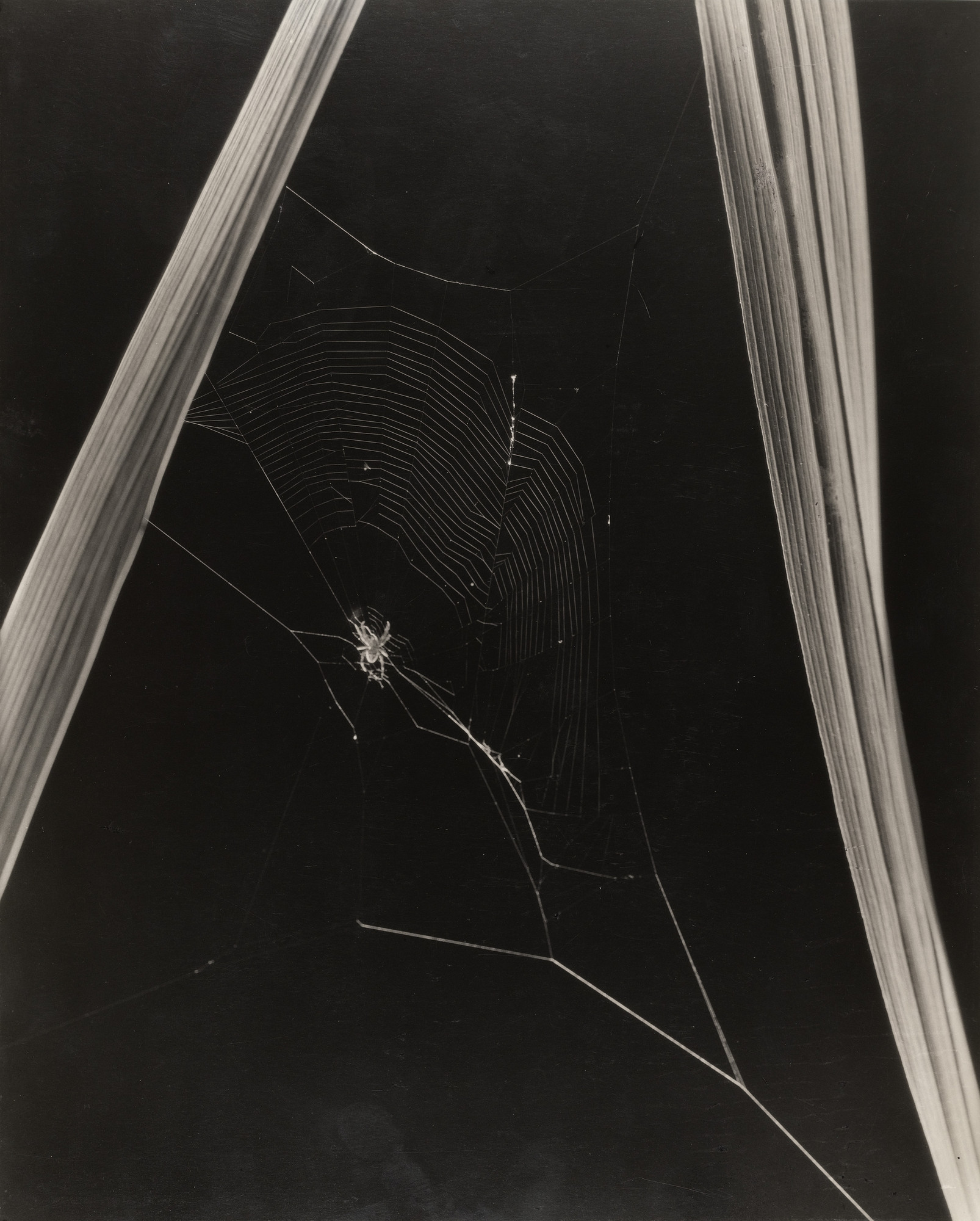 Edward Steichen. Spider and Web