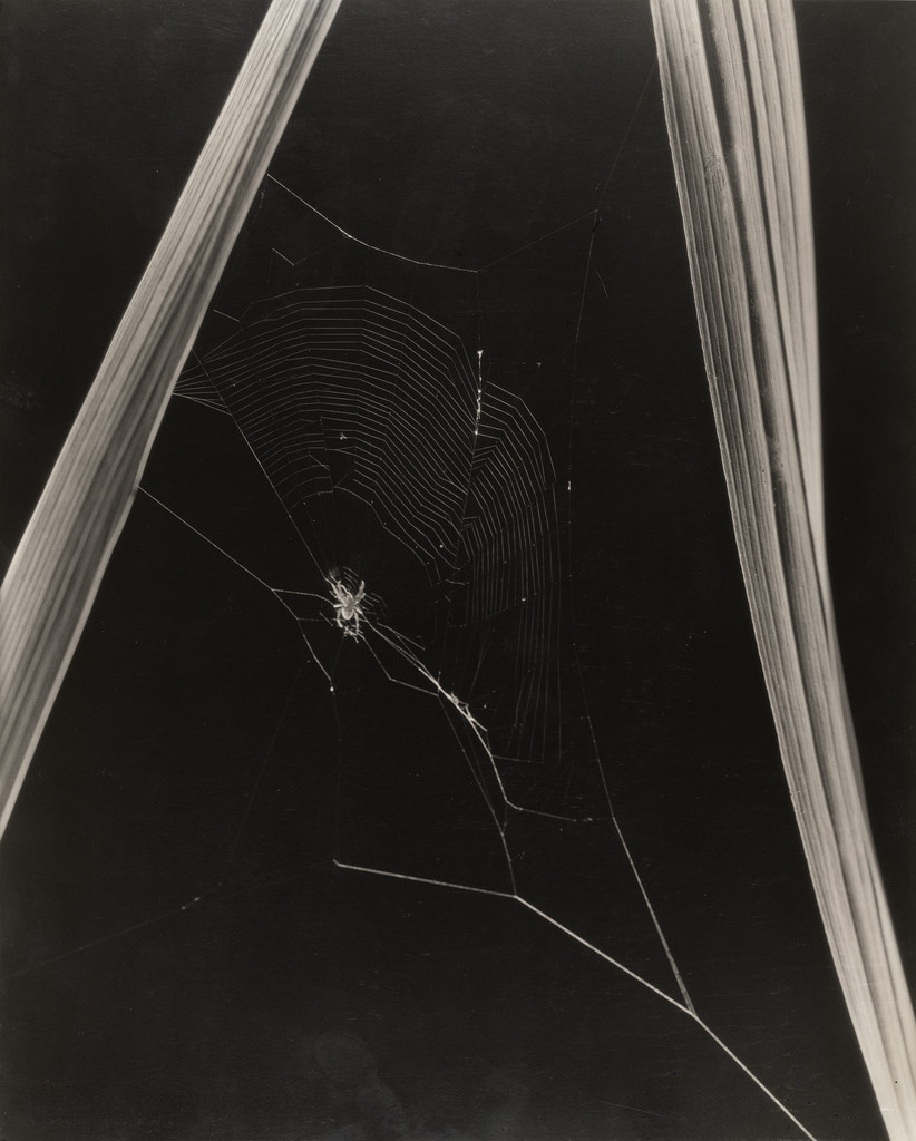 Spider and Web