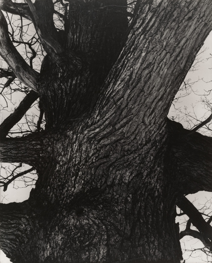 Venerable Tree Trunk, Connecticut
