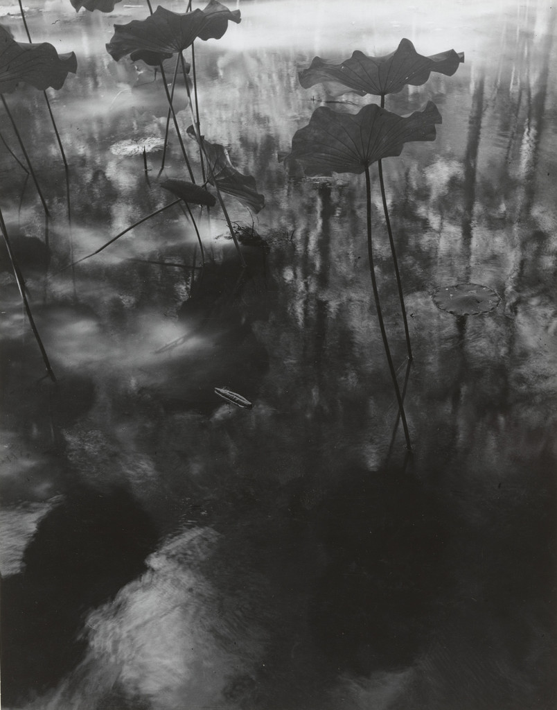 Lotus Pond, Kyoto by Ihei Kimura