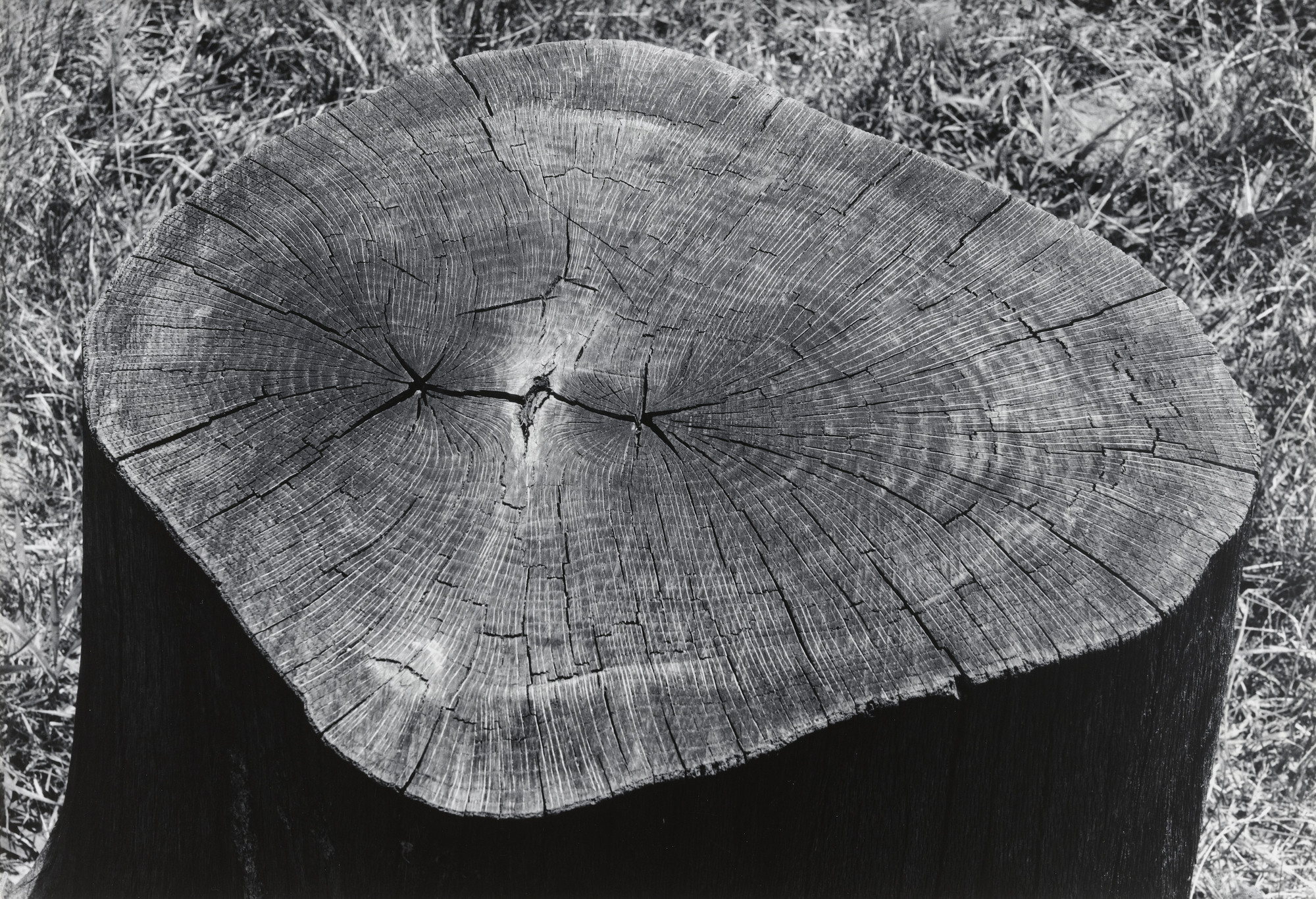Barbara Morgan. Stump