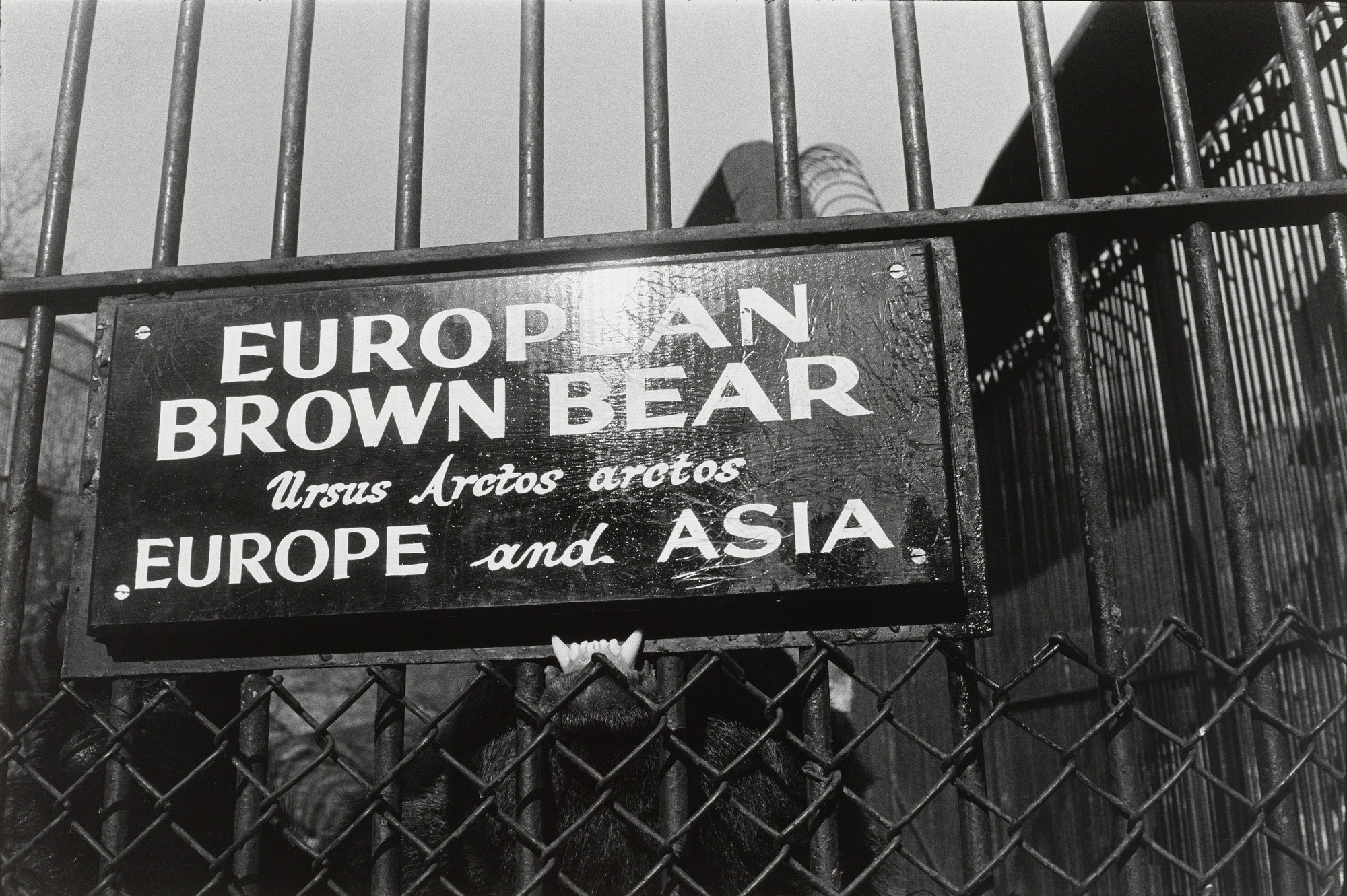 Garry Winogrand. Central Park Zoo, New York