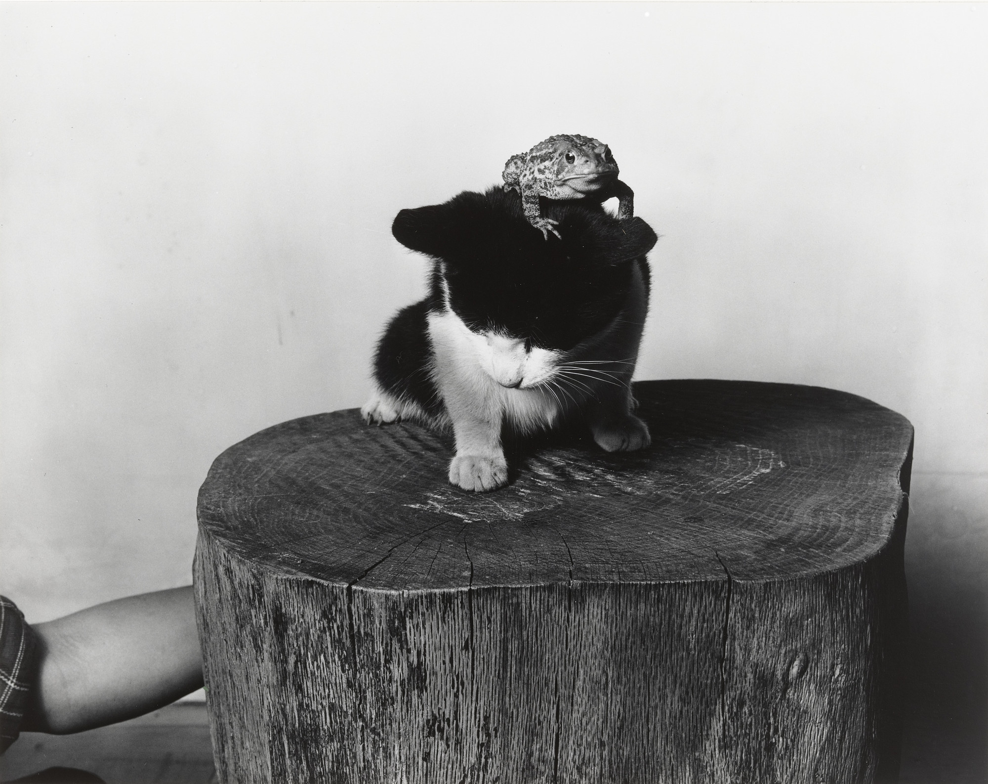 Barbara Morgan. Doug and Toad