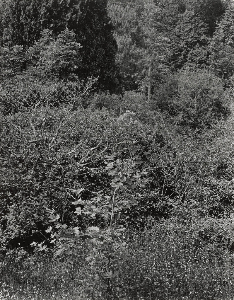 Overgrown