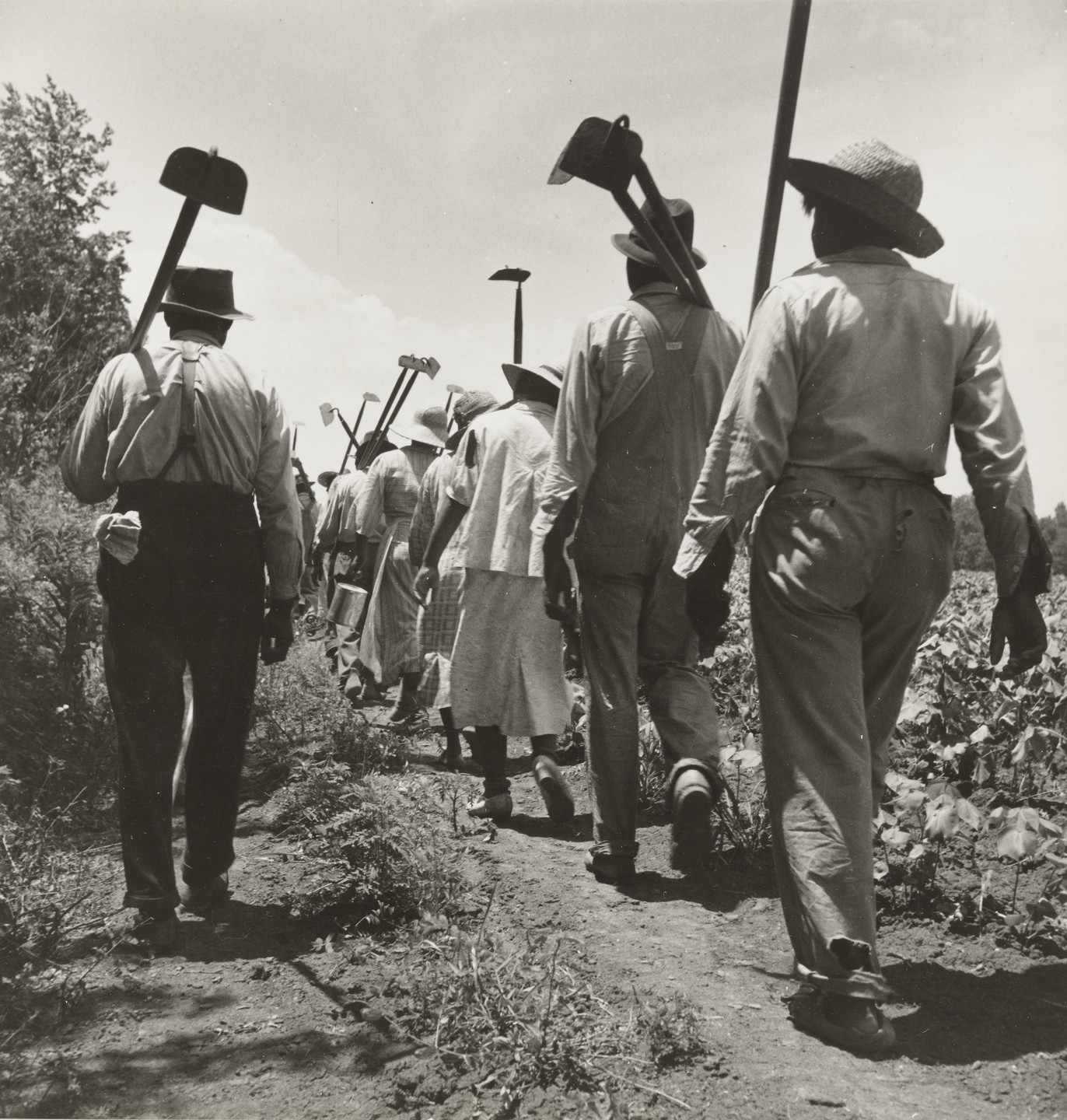 Dorothea Lange. Cotton Hoers. 1937