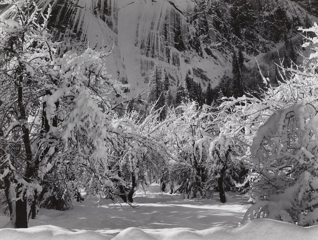 Orchard, Winter, Yosemite National Park, California