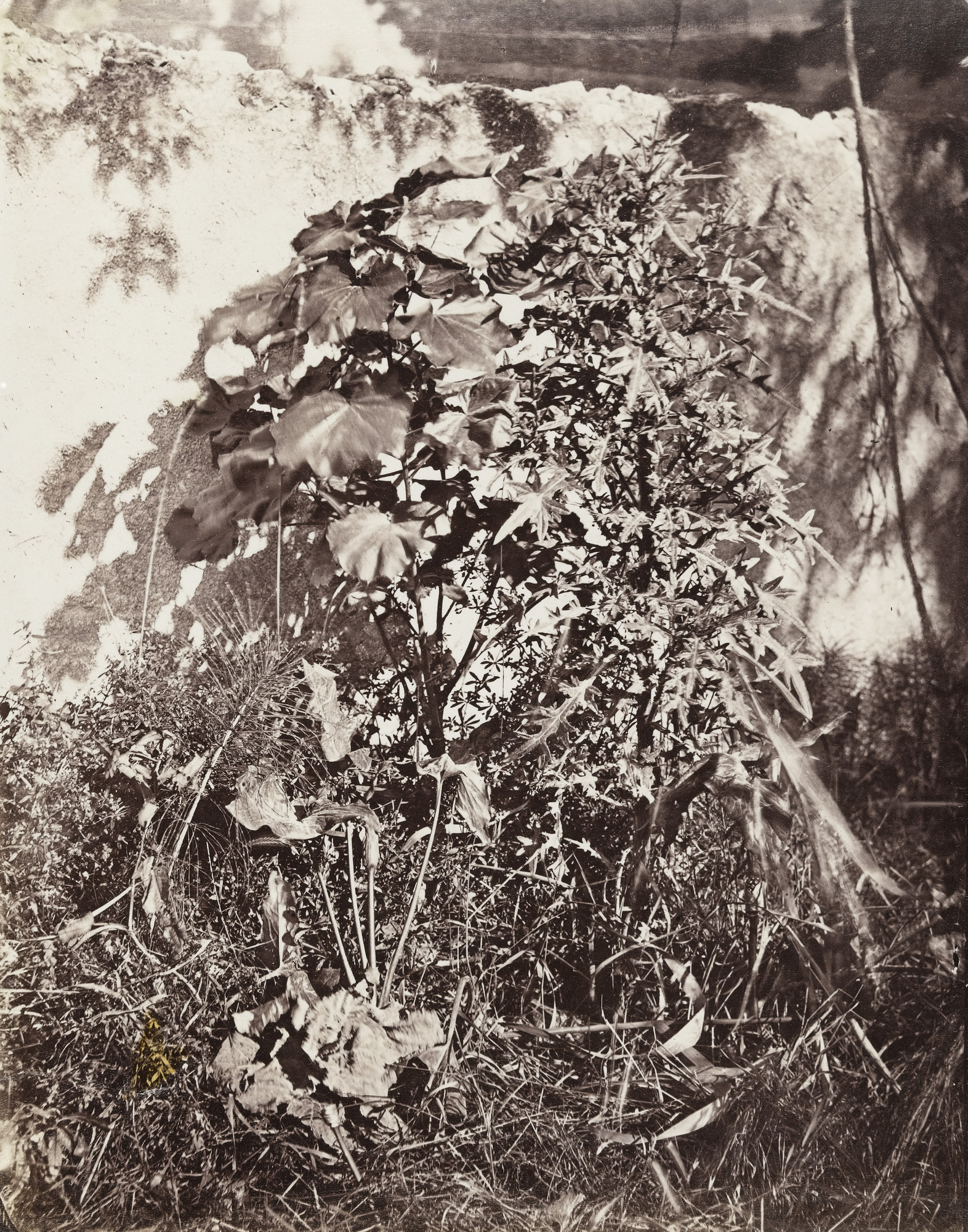 Charles Nègre. Plant Study