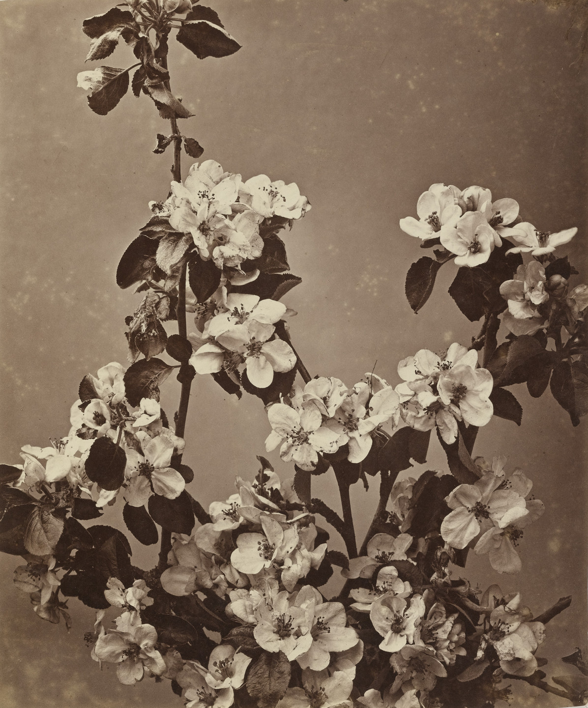 Adolphe Braun. Untitled. c. 1852
