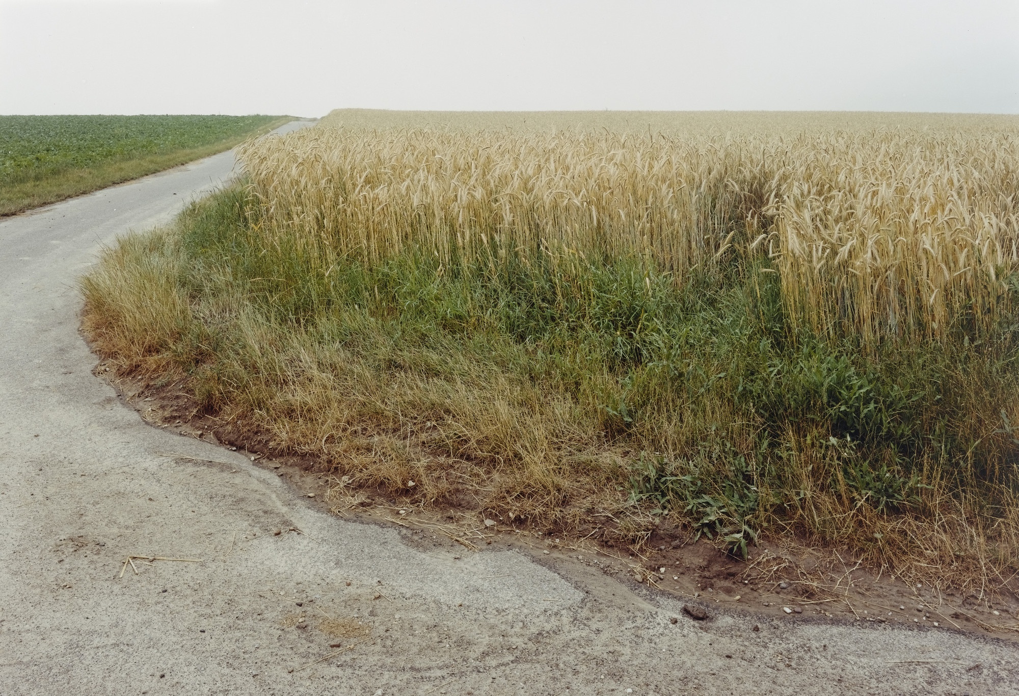 Simone Nieweg. Barley Field, Brauweiler. 1994