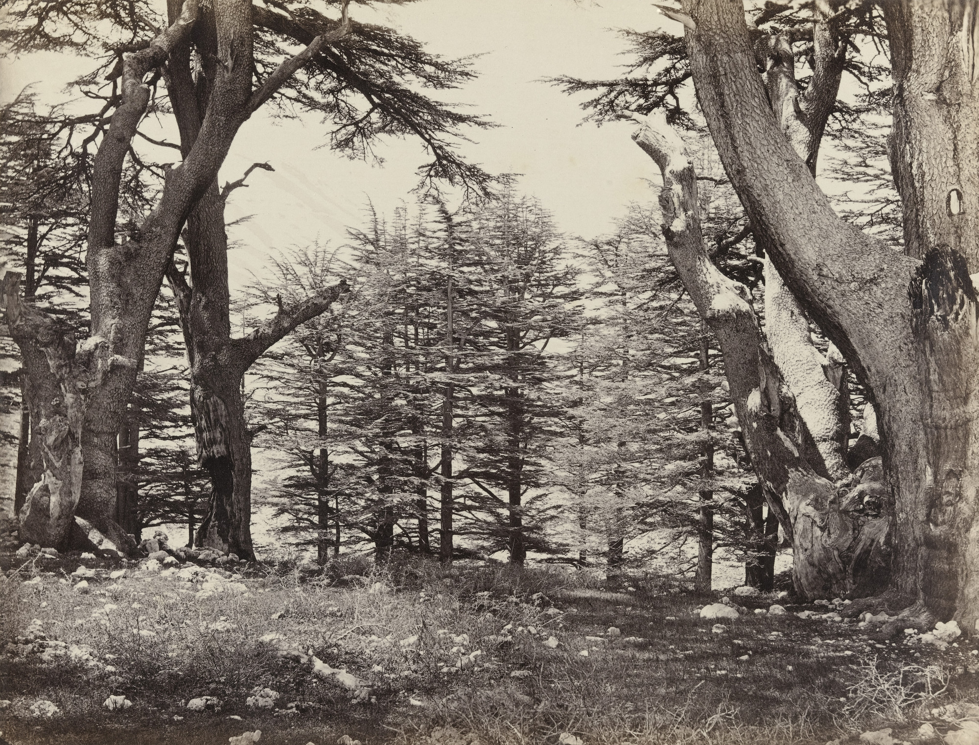 Francis Frith. Cedars of Lebanon (#615)