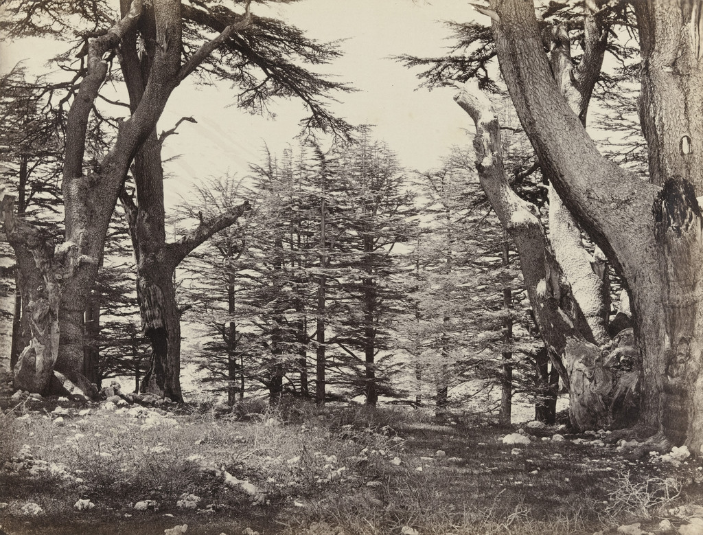 Cedars of Lebanon (#615)