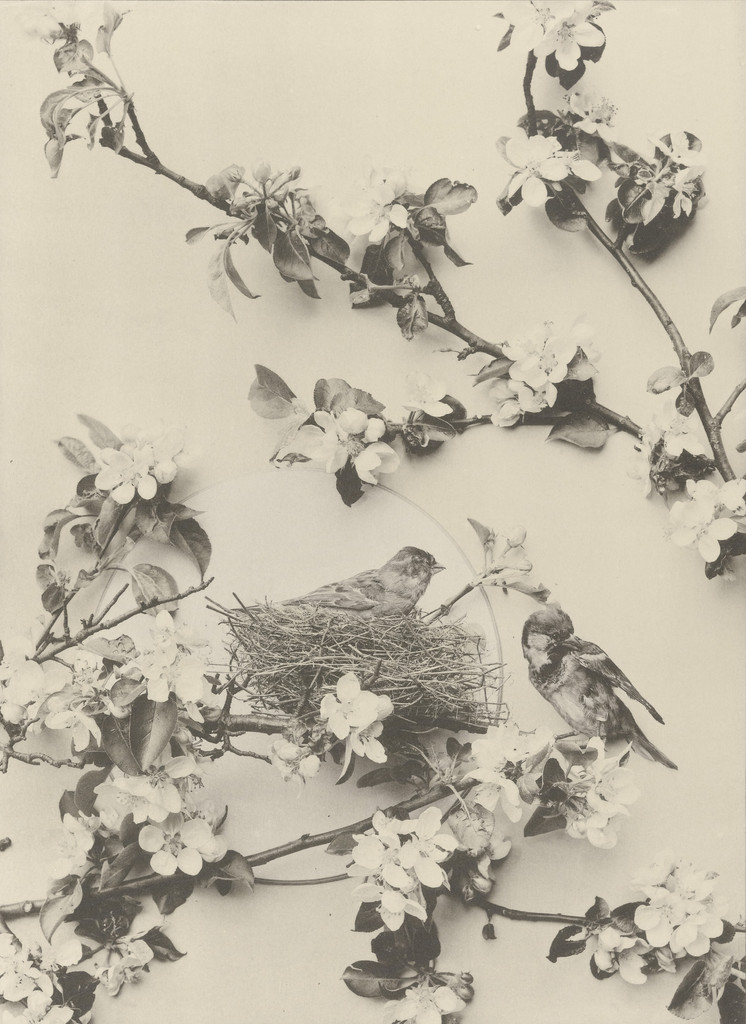 Page from Festons und Dekorative Gruppen