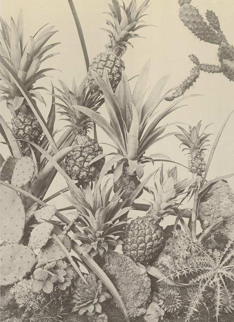 Page from Festons und Dekorative Gruppen