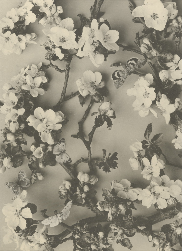 Page from Festons und Dekorative Gruppen