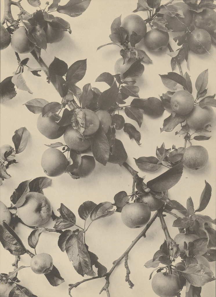 Page from Festons und Dekorative Gruppen