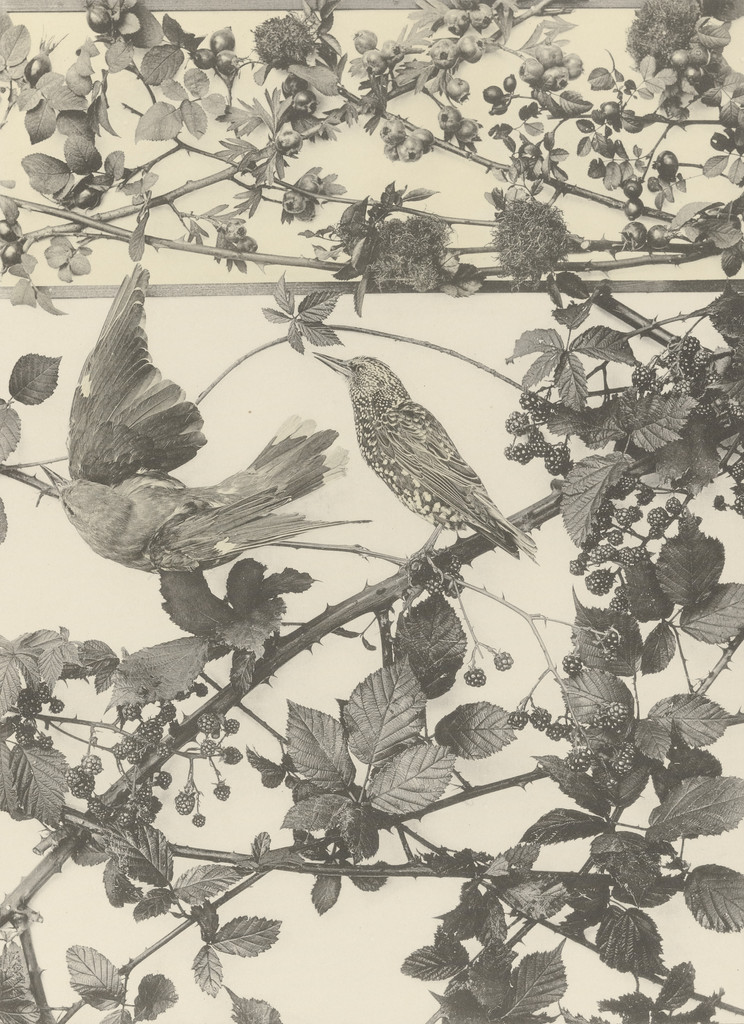 Page from Festons und Dekorative Gruppen