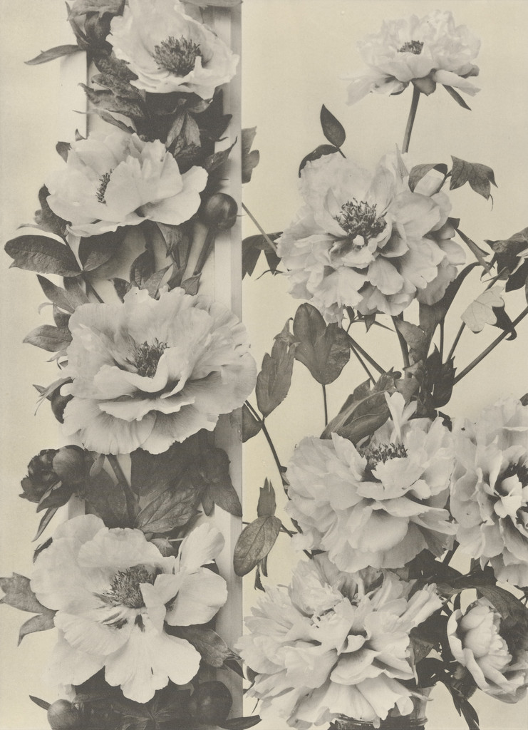 Page from Festons und Dekorative Gruppen