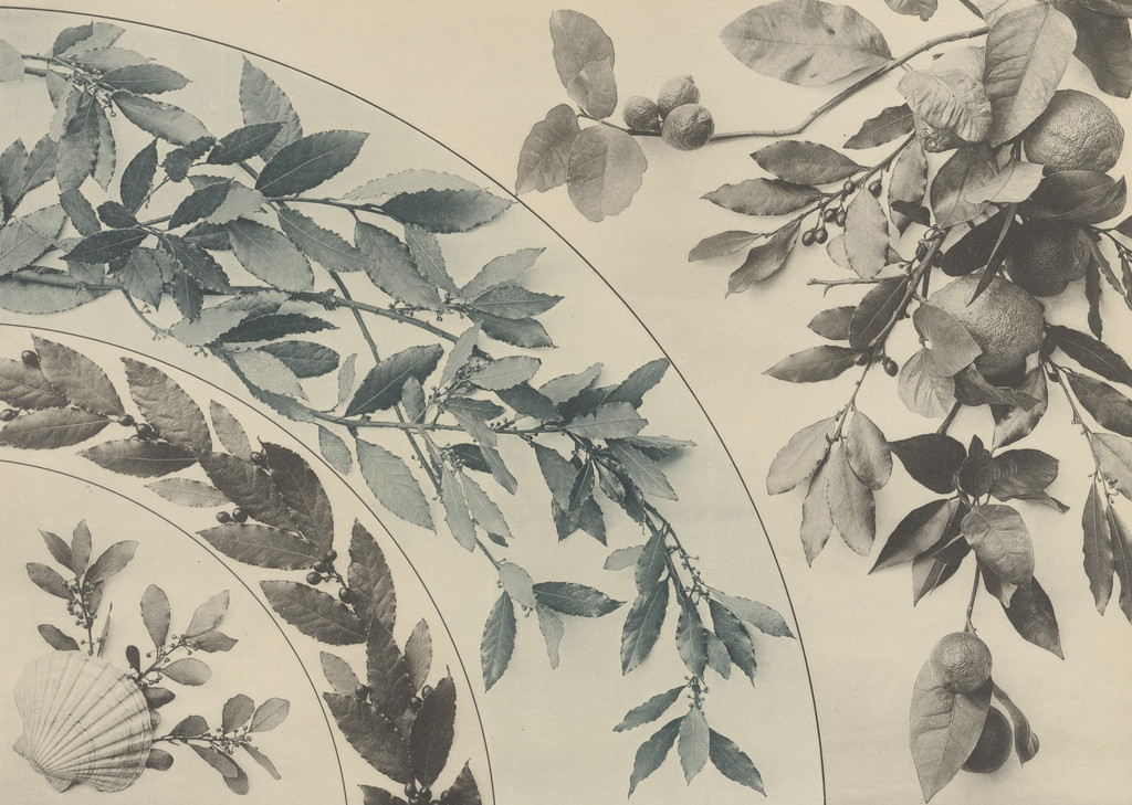 Page from Festons und Dekorative Gruppen