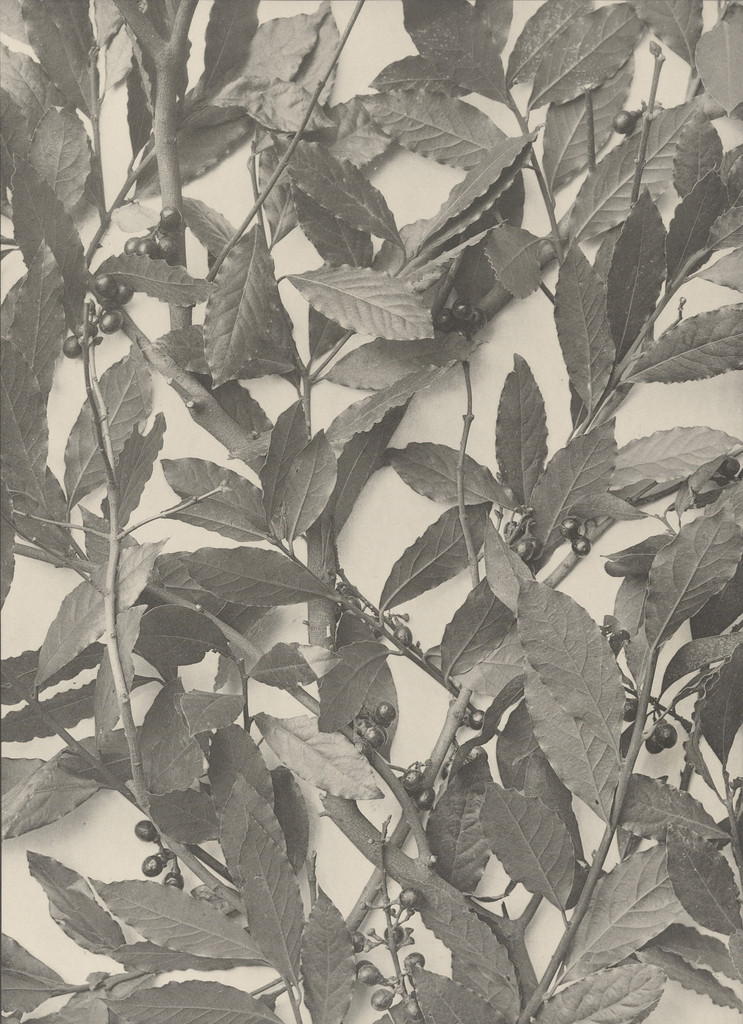 Page from Festons und Dekorative Gruppen