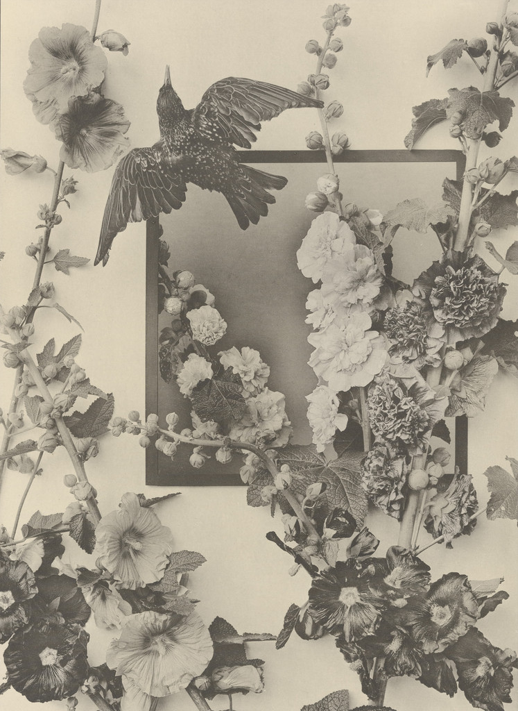 Page from Festons und Dekorative Gruppen