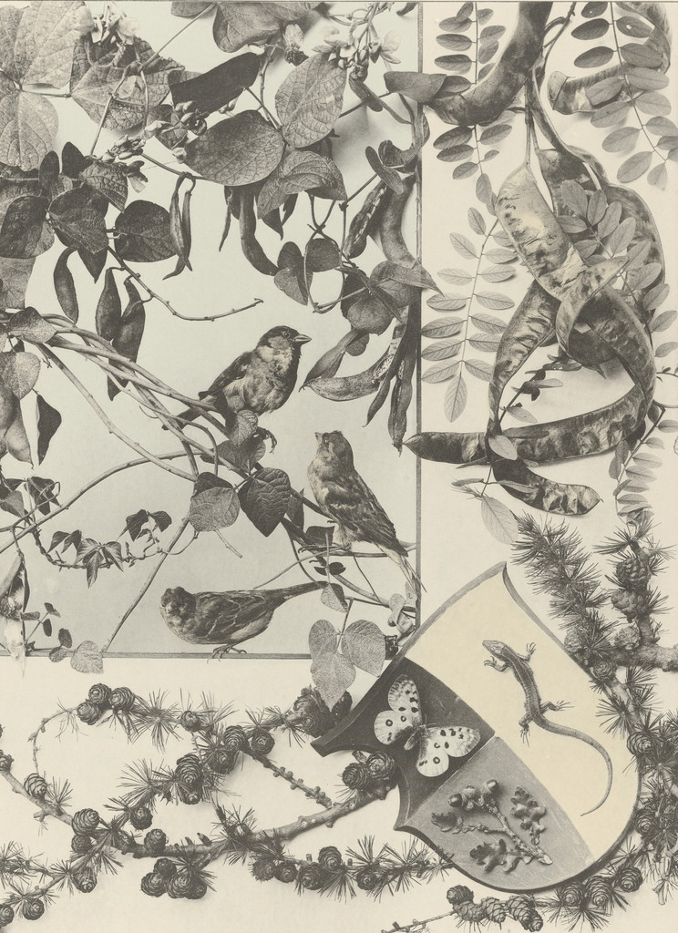 Page from Festons und Dekorative Gruppen