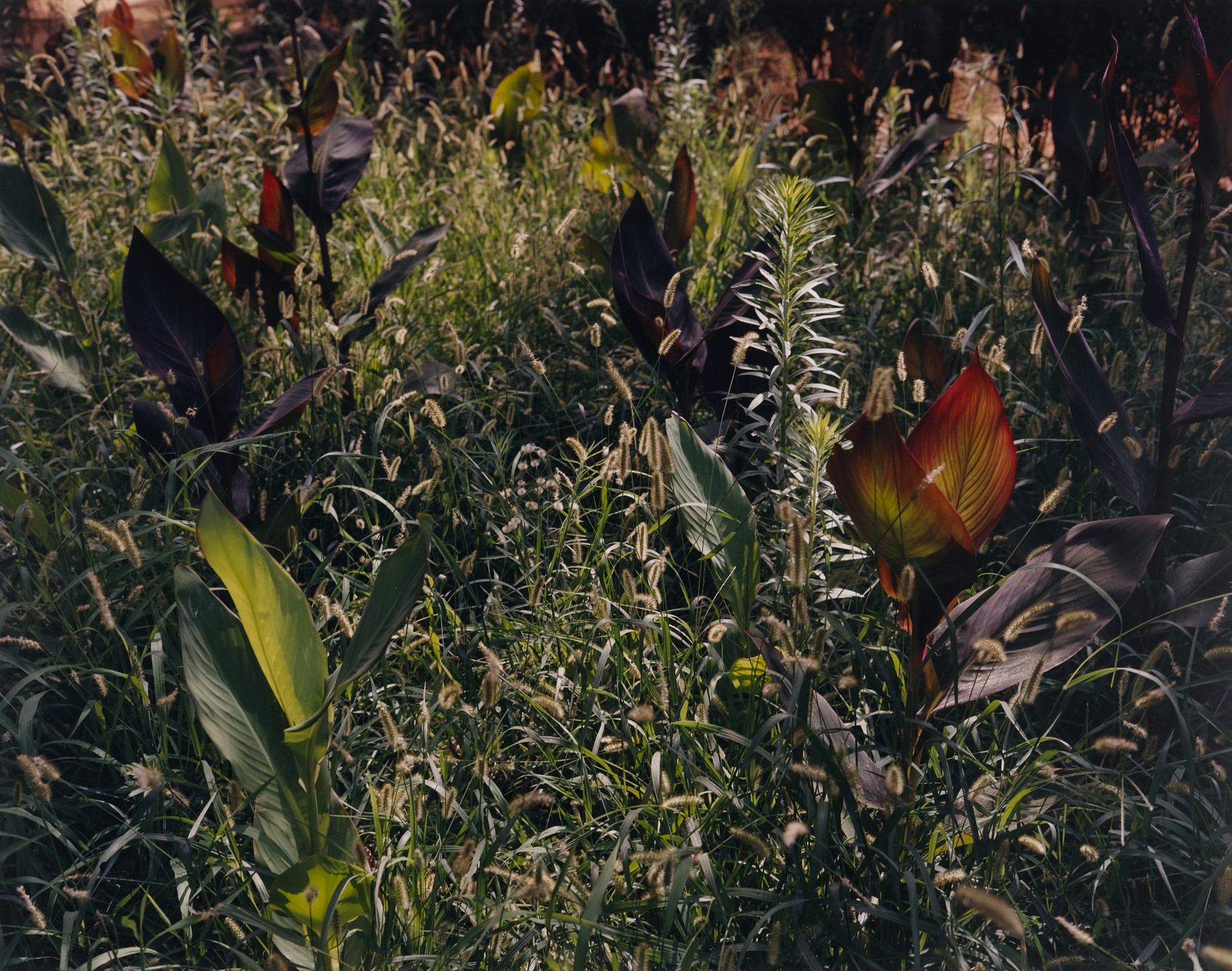 Tod Papageorge. Garden, Saville. 1989