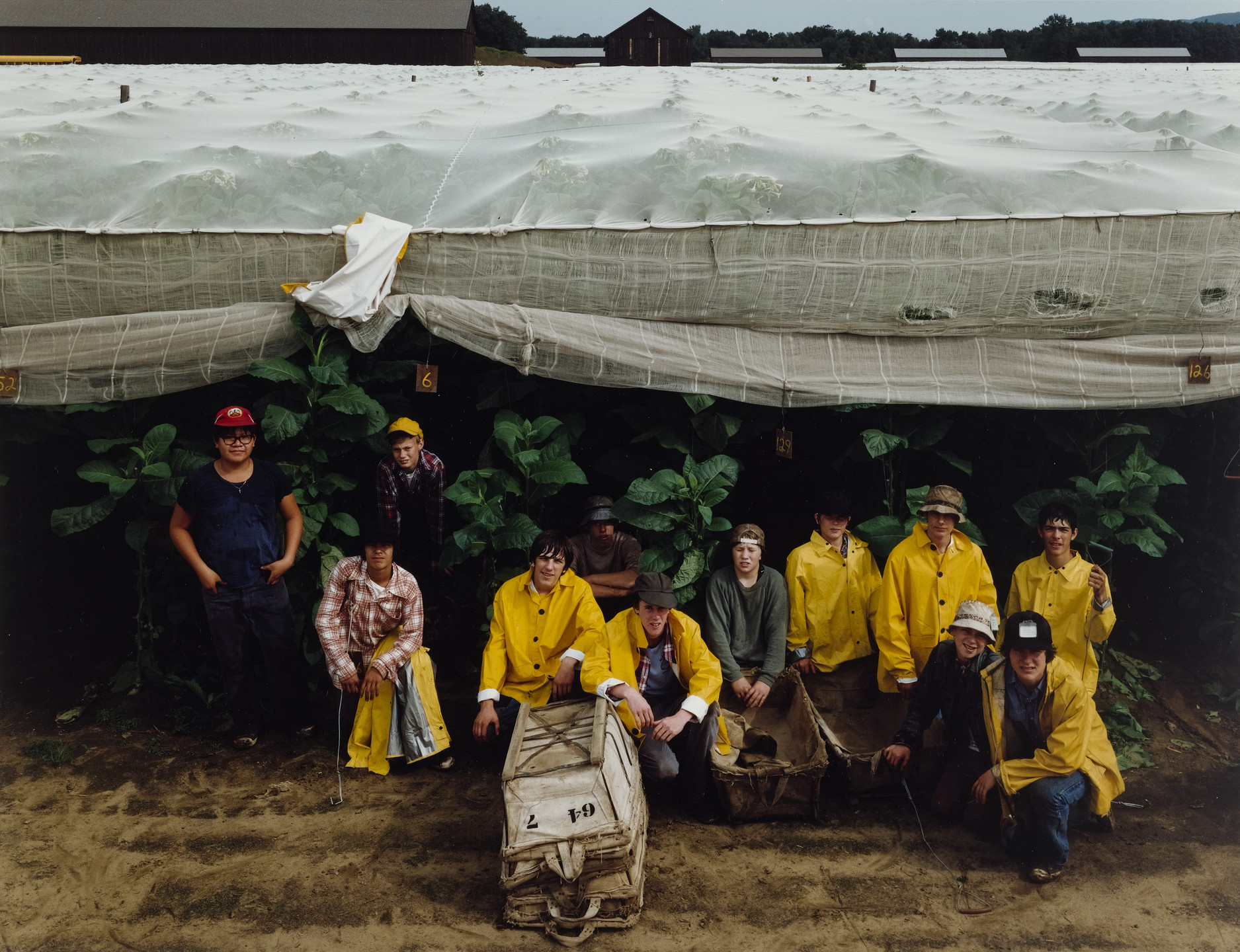 Bill Ravenesi. Shade Tobacco Crew--Pioneer Valley, Whately Massachusetts. 1977
