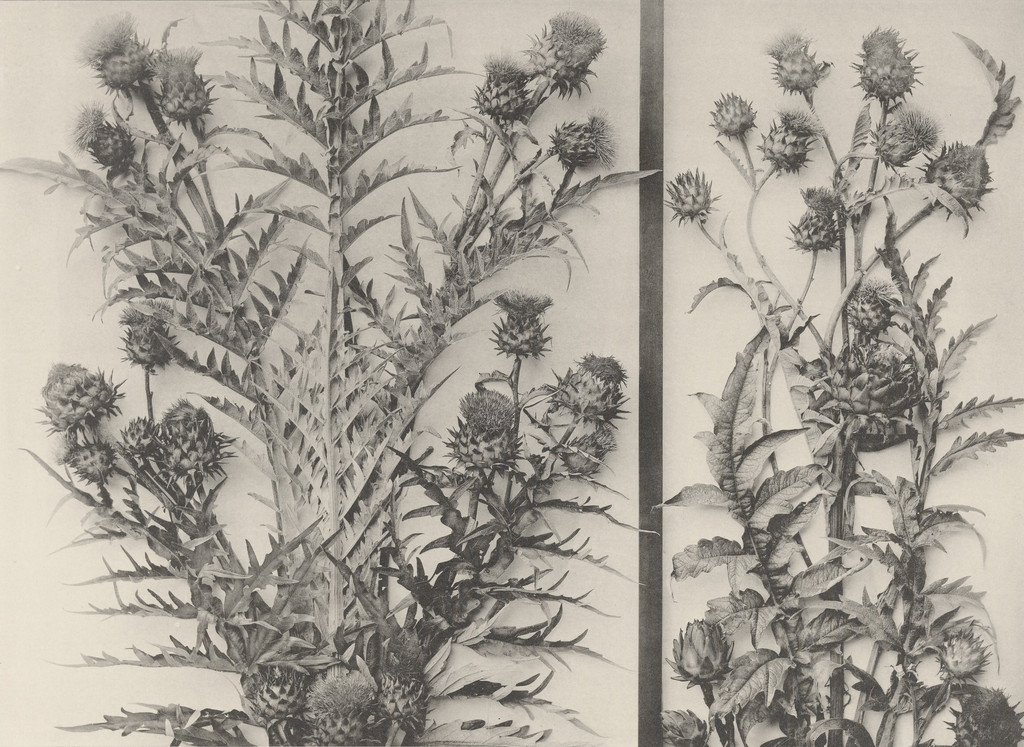 Page from Festons und Dekorative Gruppen