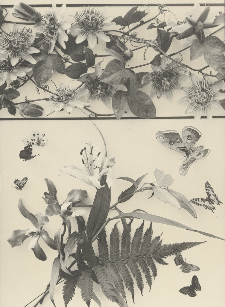 Page from Festons und Dekorative Gruppen