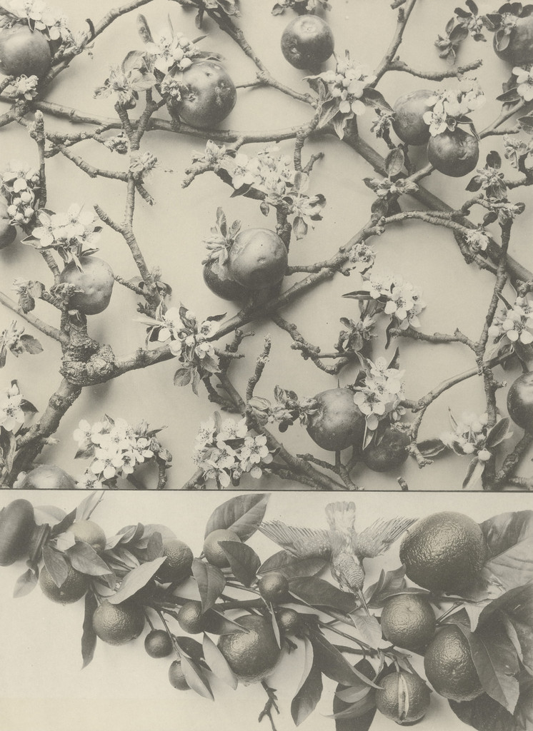 Page from Festons und Dekorative Gruppen