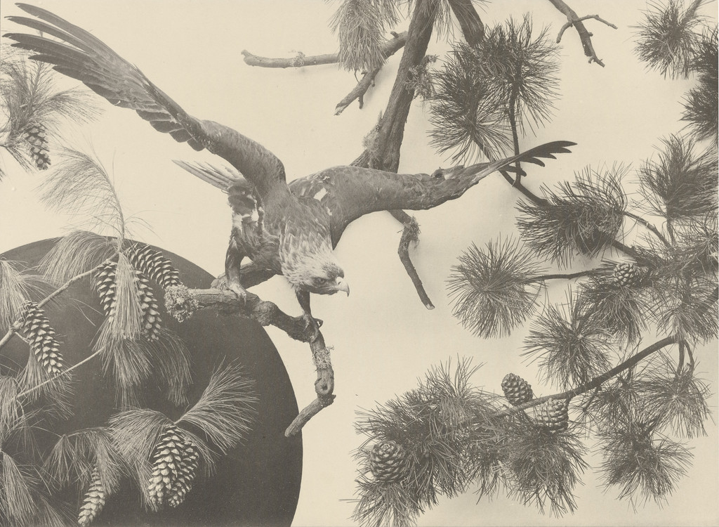 Page from Festons und Dekorative Gruppen