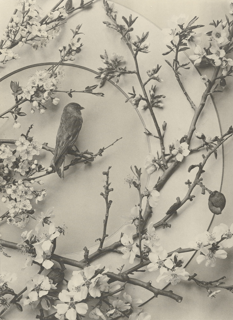 Page from Festons und Dekorative Gruppen