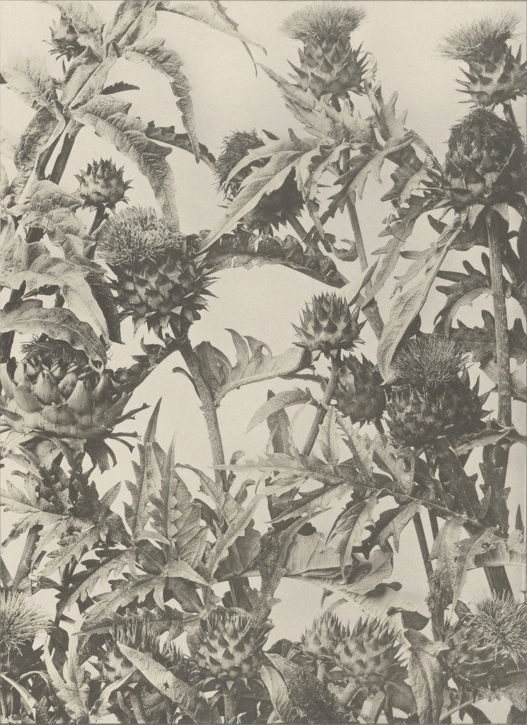 Page from Festons und Dekorative Gruppen