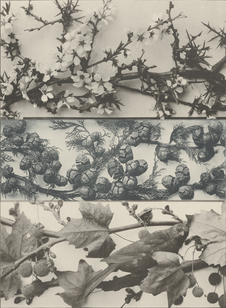 Page from Festons und Dekorative Gruppen