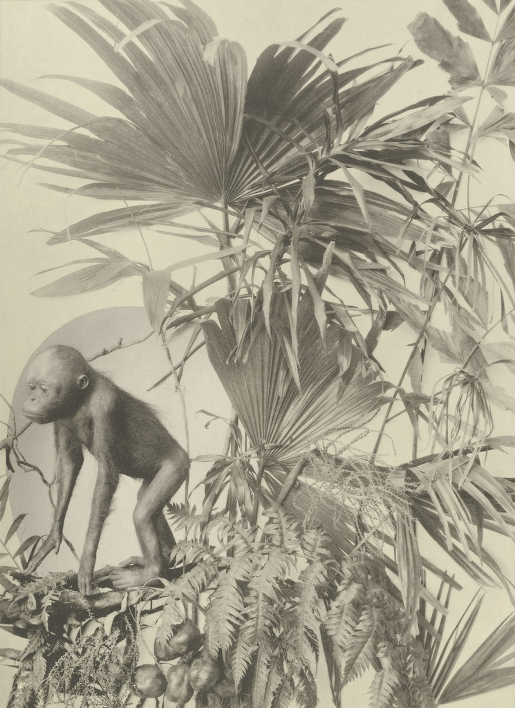 Page from Festons und Dekorative Gruppen