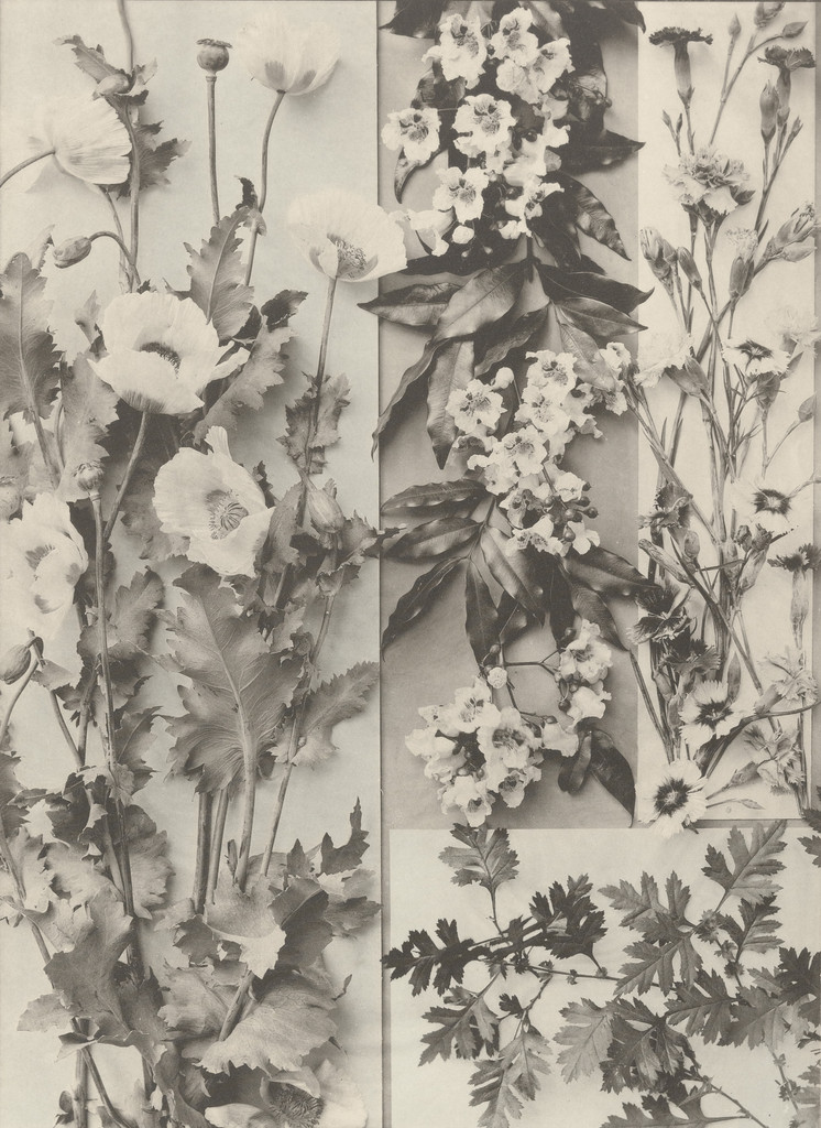 Page from Festons und Dekorative Gruppen