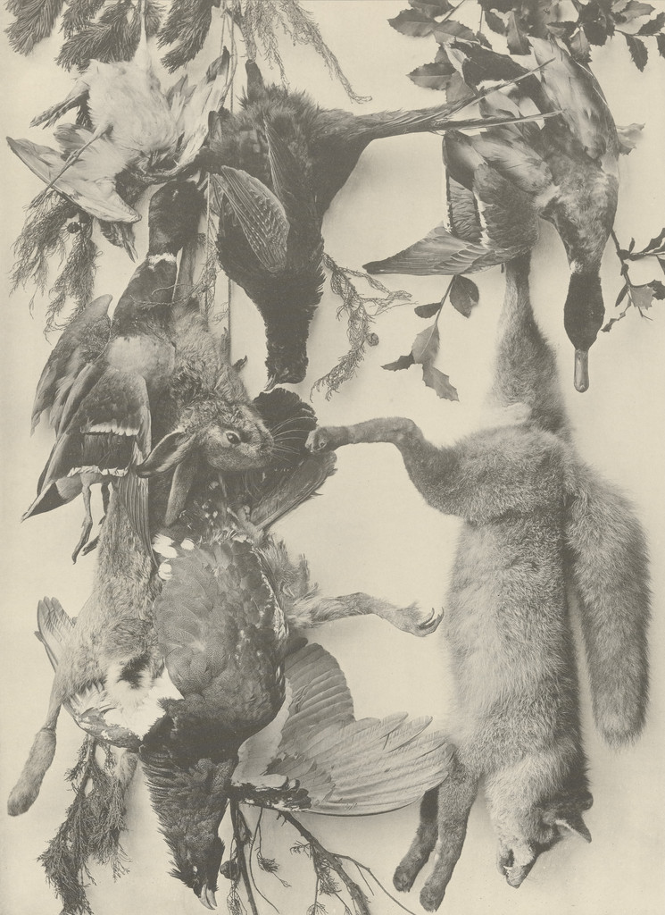 Page from Festons und Dekorative Gruppen