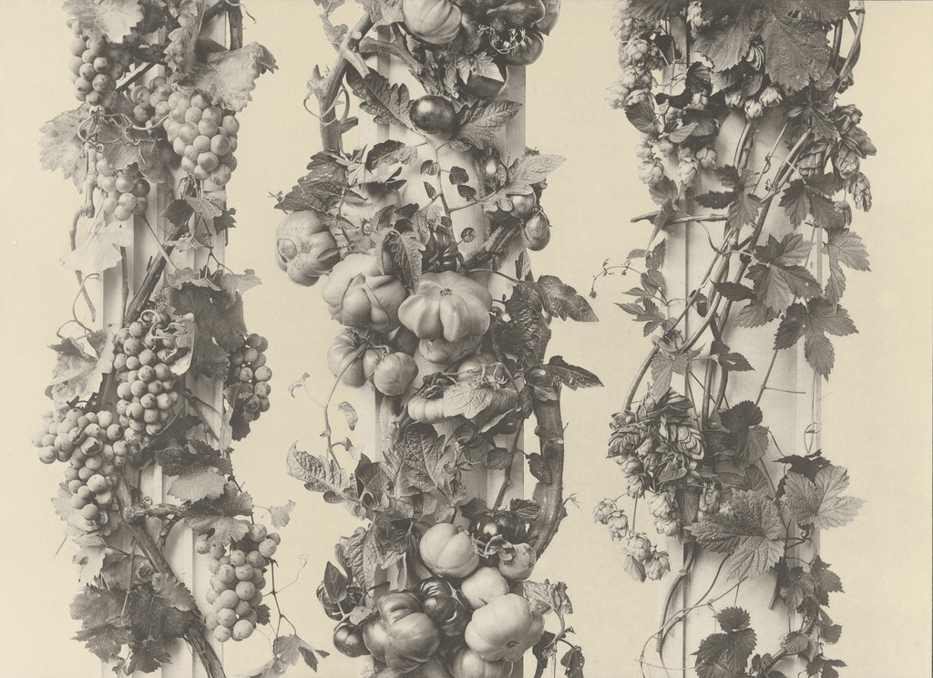 Page from Festons und Dekorative Gruppen